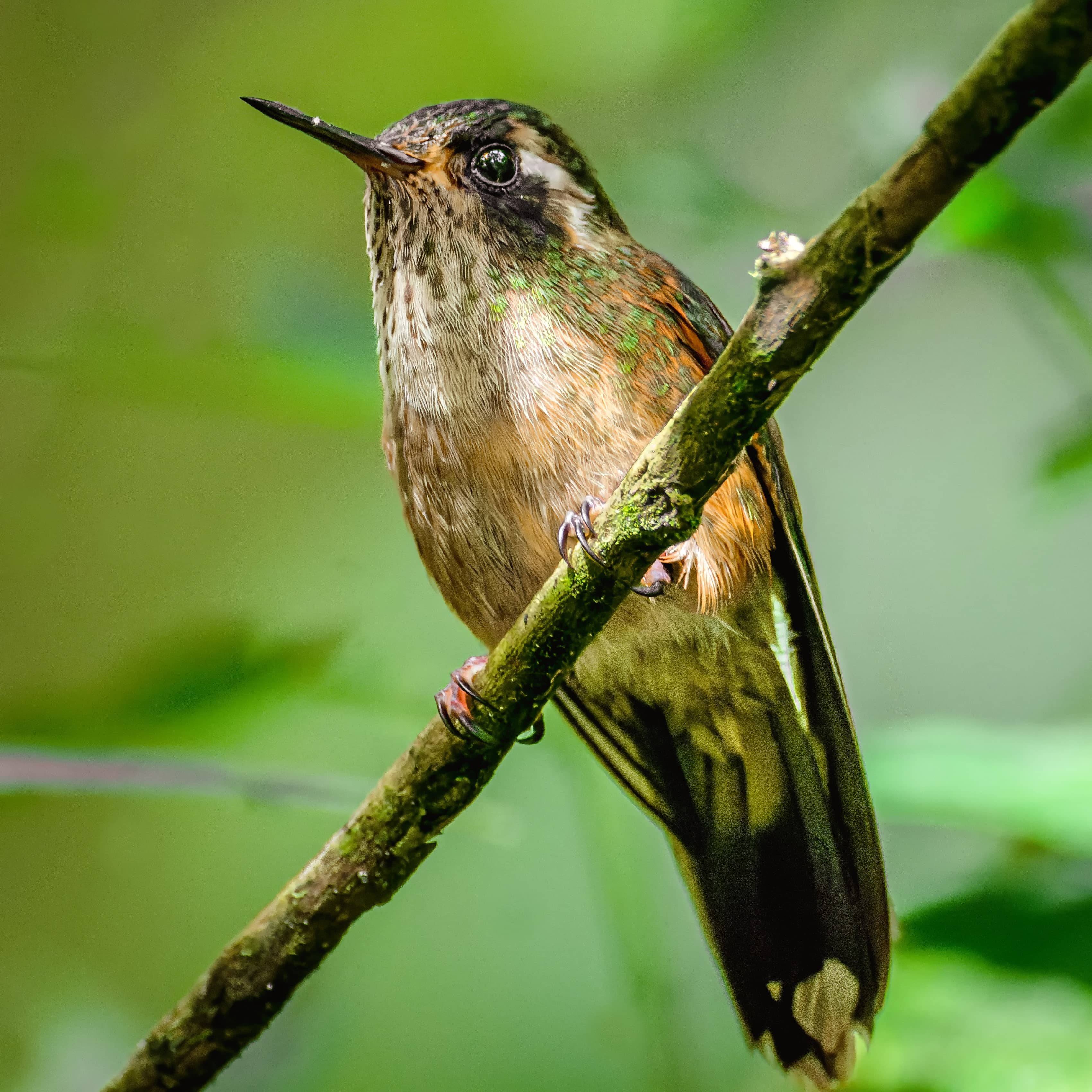 Speckled Hummingbird